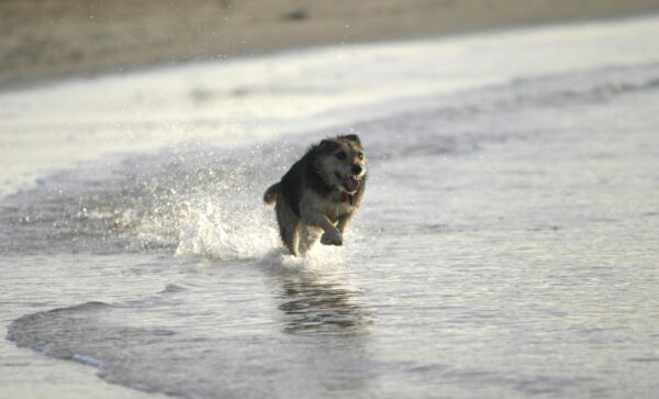 Happy terrier running along the beach water in Rock, UK. Capturing pure joy and energy.